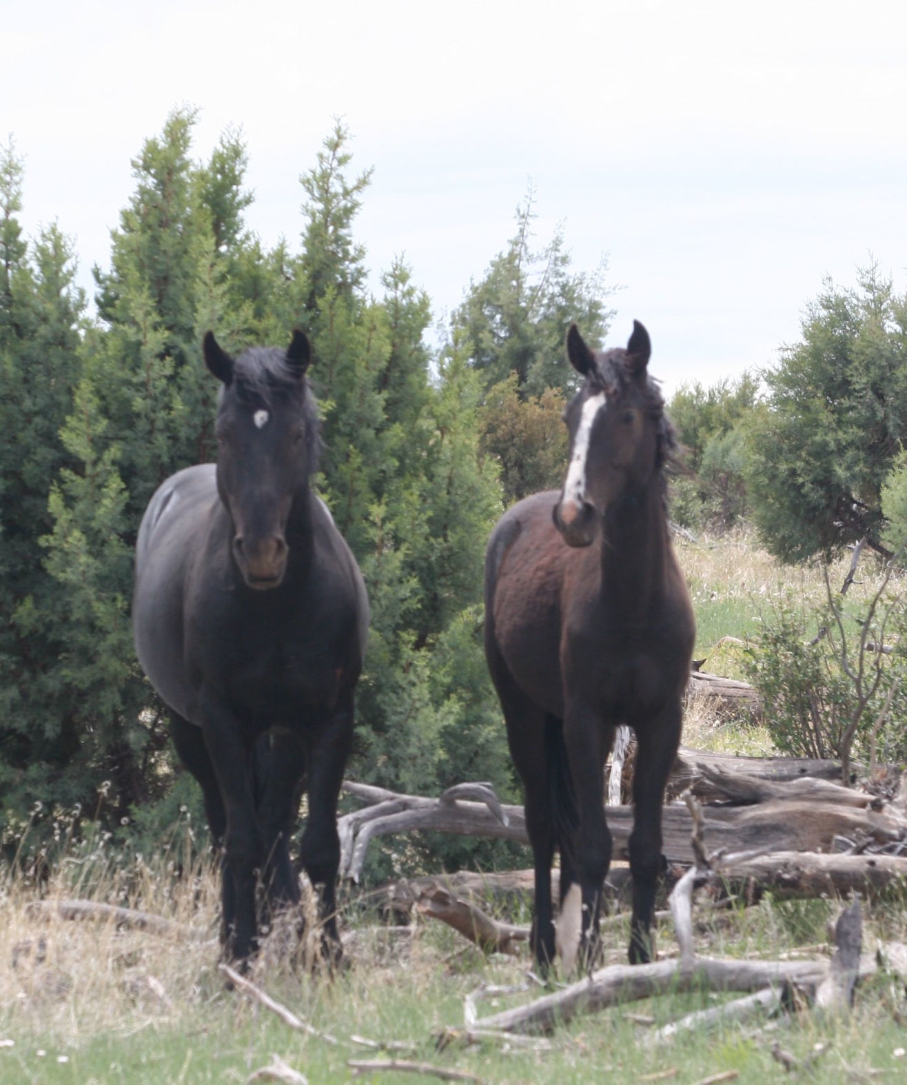 Congressman O'Halleran meets with horse advocates